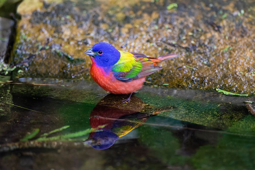 Painted Bunting-Passerina ciris-in spring art print by Larry Ditto for $57.95 CAD