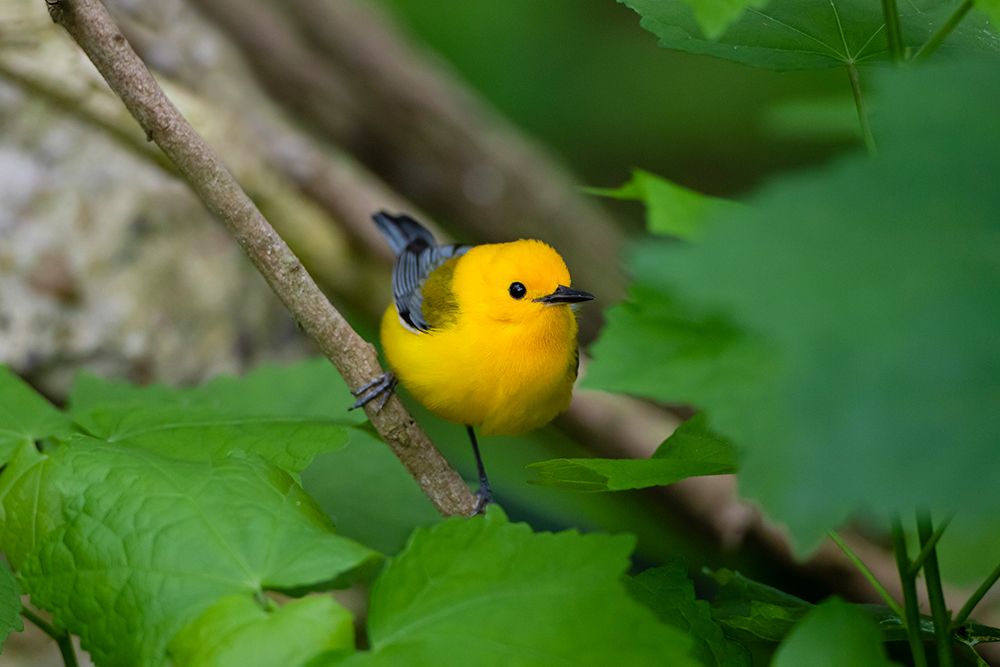 Prothonotary Warbler-Prothonotary citrea-flying art print by Larry Ditto for $57.95 CAD