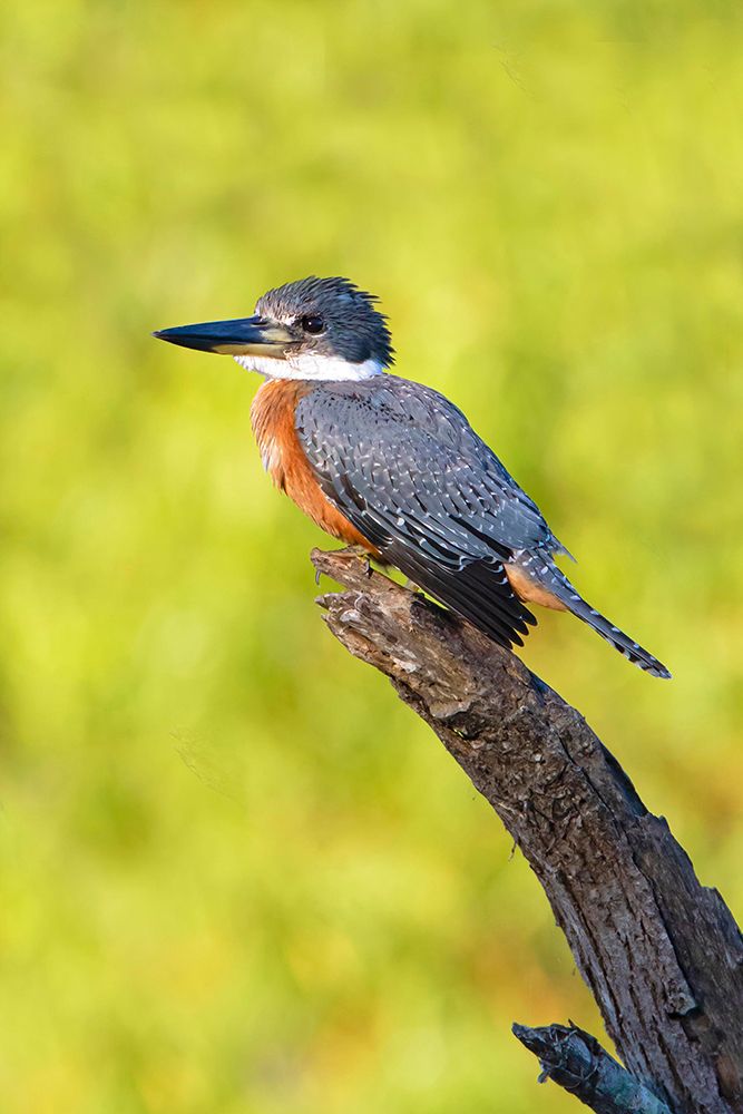 Ringed Kingfisher-Megaceryle torquata-perched art print by Larry Ditto for $57.95 CAD