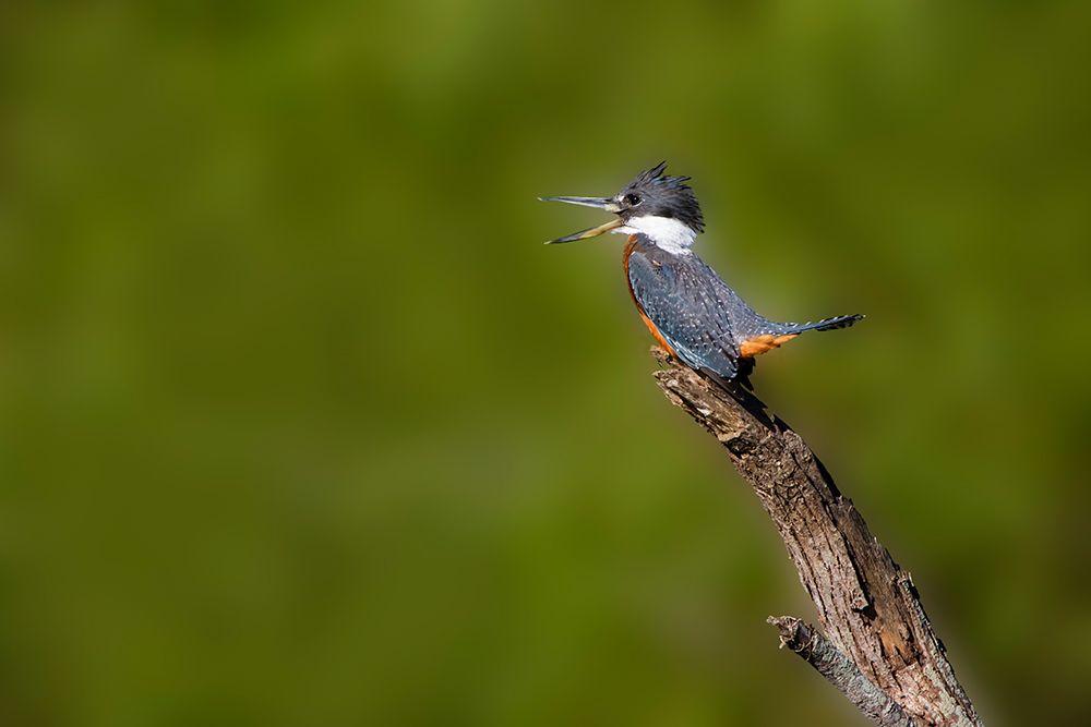 Ringed Kingfisher-Megaceryle torquata-male art print by Larry Ditto for $57.95 CAD