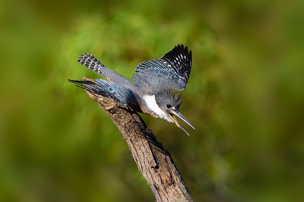 Ringed Kingfisher-Megaceryle torquata-male art print by Larry Ditto for $57.95 CAD