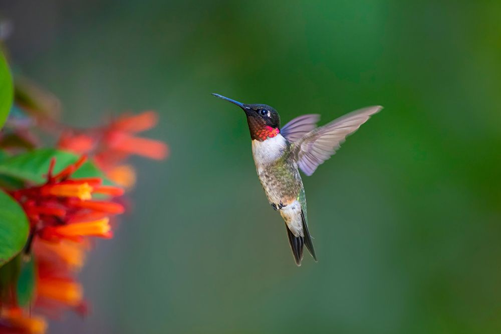 Ruby-throated Hummingbird-Archilochus colubris-flying art print by Larry Ditto for $57.95 CAD