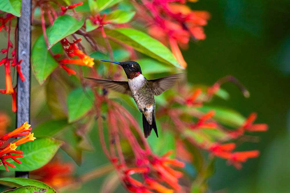 Ruby-throated Hummingbird-Archilochus colubris-hovering art print by Larry Ditto for $57.95 CAD