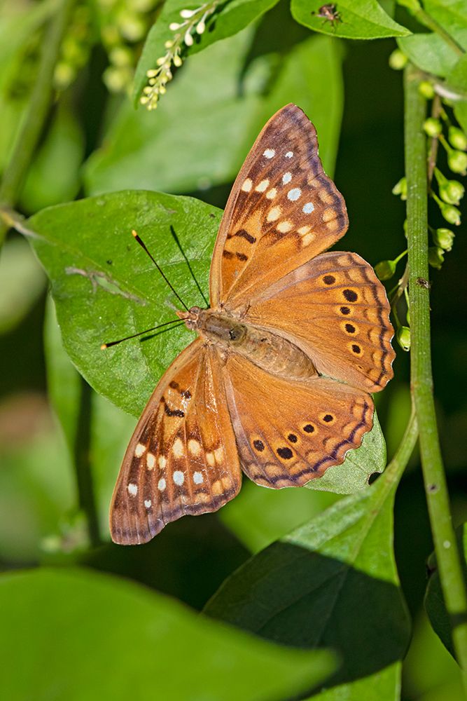 Tawny Emperor-Asterocampa clyton-sunning art print by Larry Ditto for $57.95 CAD