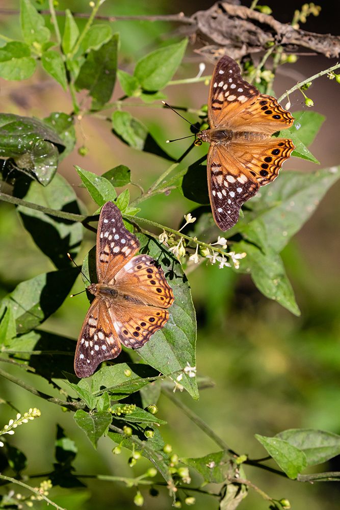 Tawny Emperor-Asterocampa clyton-sunning art print by Larry Ditto for $57.95 CAD