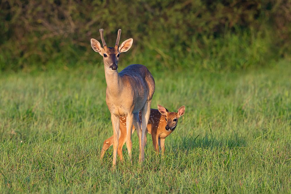 White-tailed Deer-Colinus virginianus-in grassy habitat art print by Larry Ditto for $57.95 CAD