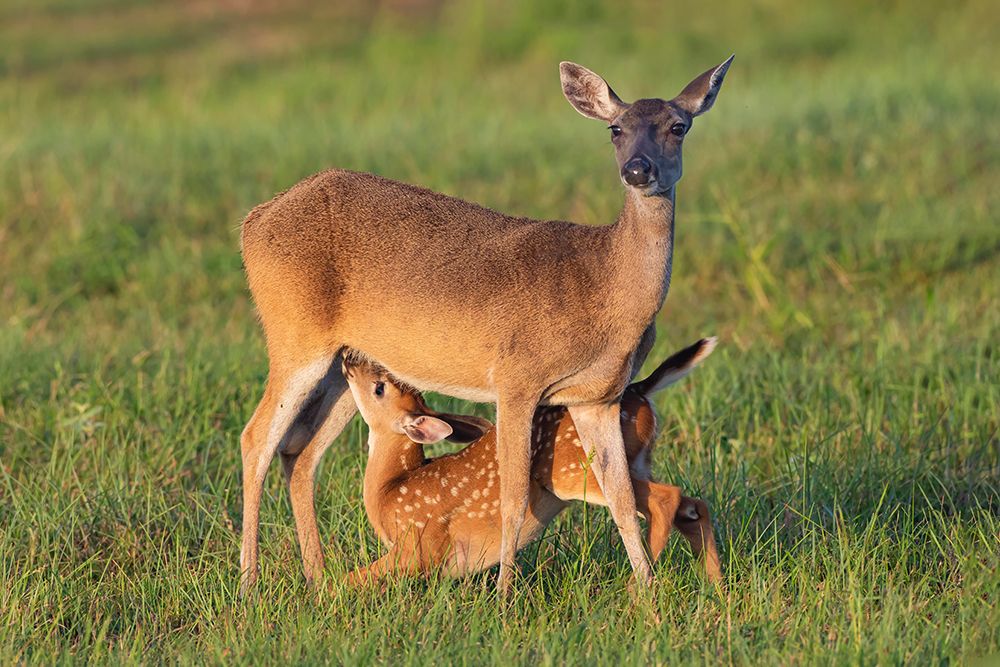 White-tailed Deer-Odocoileus virginianus-female with young art print by Larry Ditto for $57.95 CAD