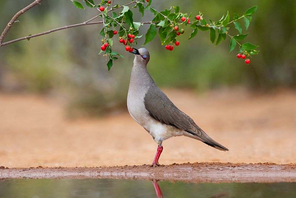 White-tipped Dove-Leptotila verreauxi-feeding on Manzanita fruits art print by Larry Ditto for $57.95 CAD