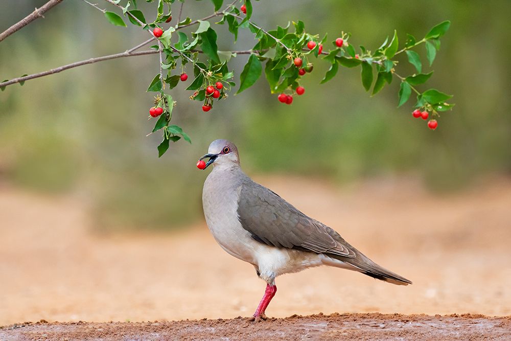 White-tipped Dove-Leptotila verreauxi-feeding on Manzanita fruits art print by Larry Ditto for $57.95 CAD