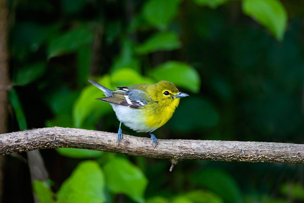 Yellow-throated Vireo-Vireo flavifrons-perched art print by Larry Ditto for $57.95 CAD