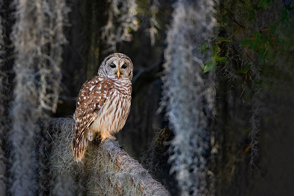 Barred owl perched in bald cypress forest with Spanish moss art print by Larry Ditto for $57.95 CAD