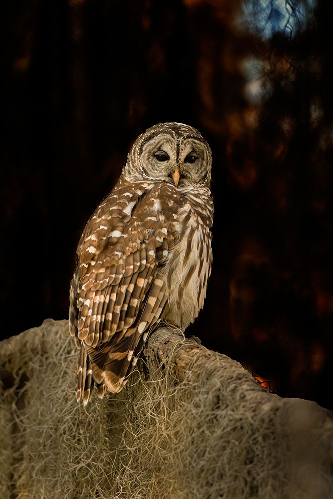 Barred owl perched in bald cypress forest with Spanish moss art print by Larry Ditto for $57.95 CAD