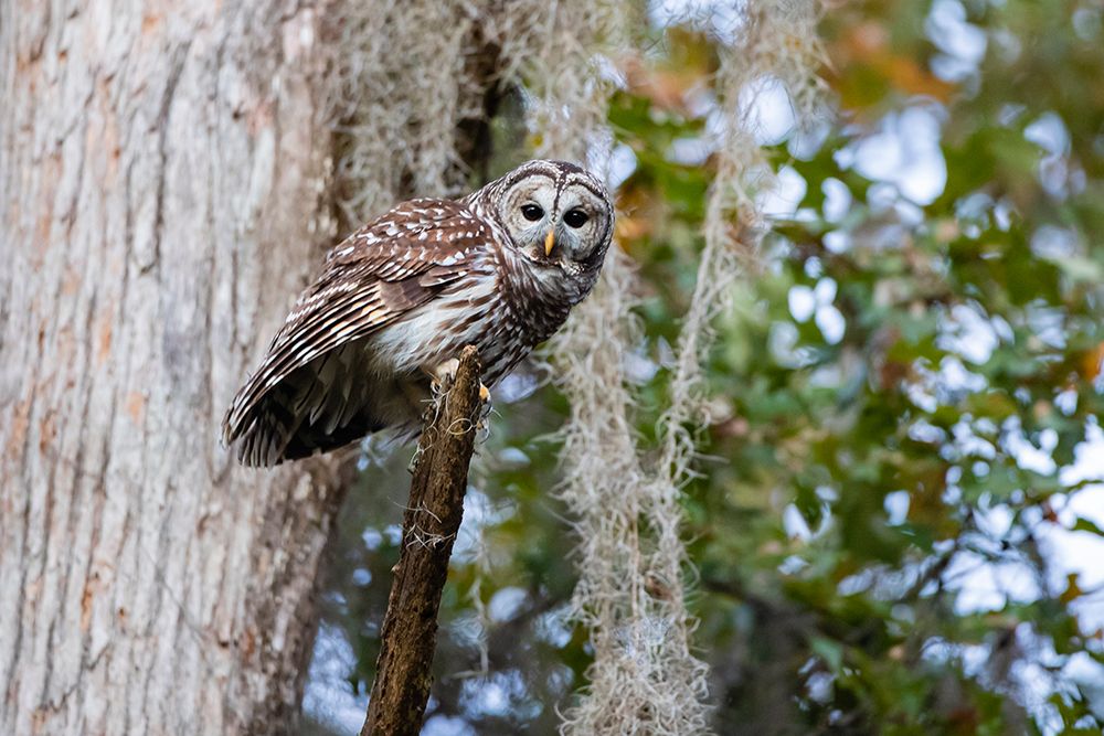 Barred owl perched in bald cypress forest with Spanish moss art print by Larry Ditto for $57.95 CAD