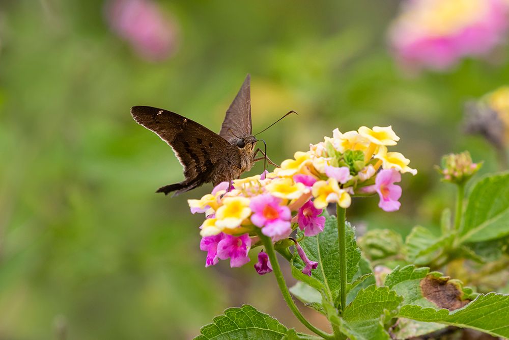 Brown longtail nectaring at lantana blooms art print by Larry Ditto for $57.95 CAD