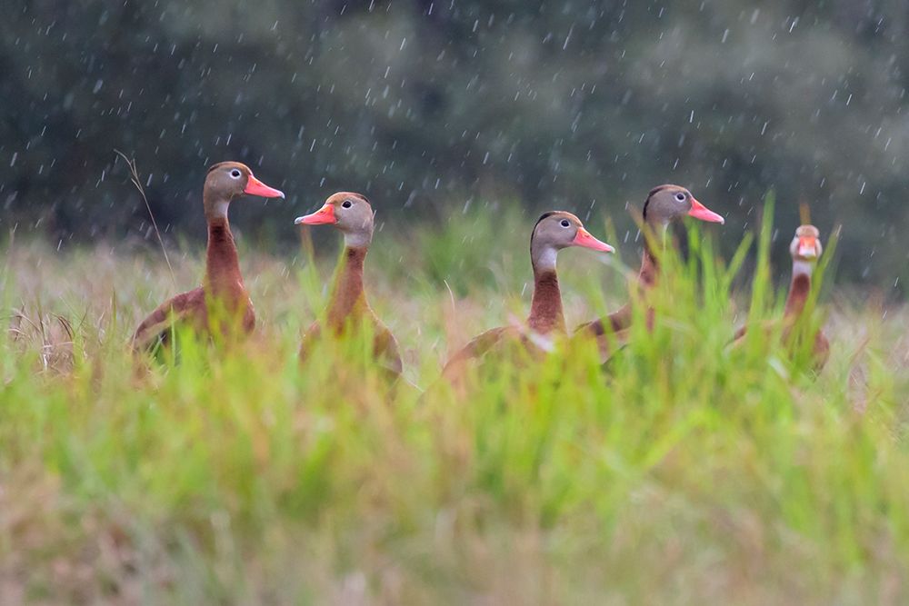 Black-bellied whistling duck in flight art print by Larry Ditto for $57.95 CAD