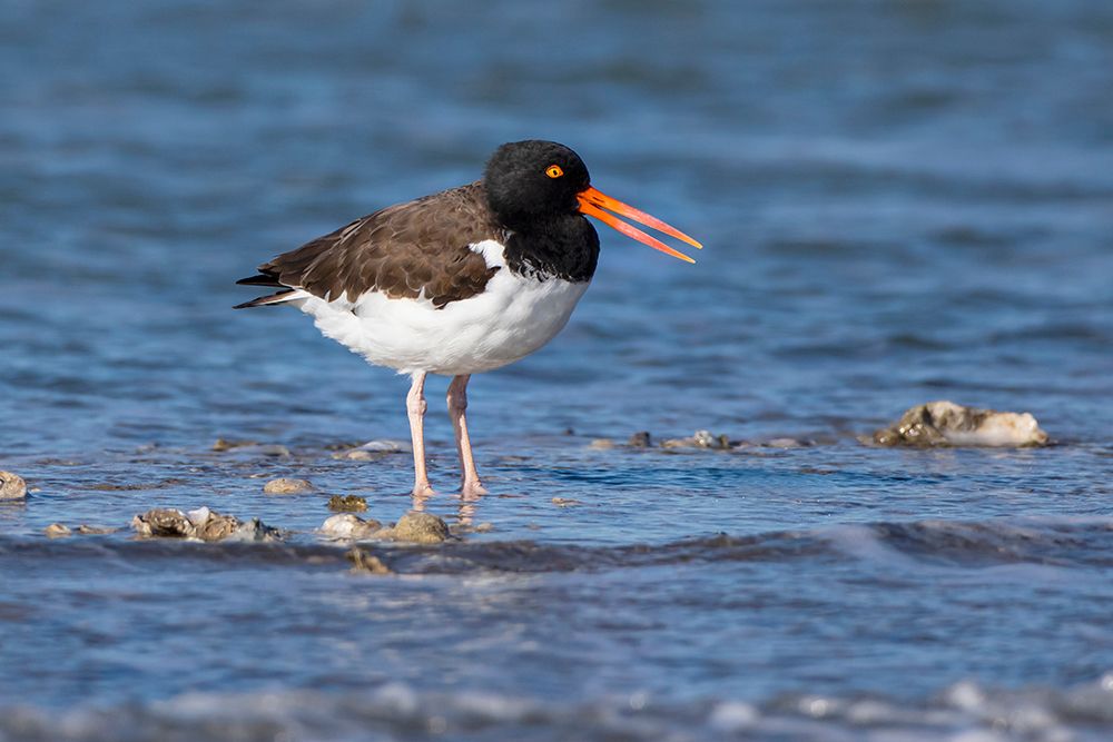 American oystercatcher on oyster reef art print by Larry Ditto for $57.95 CAD
