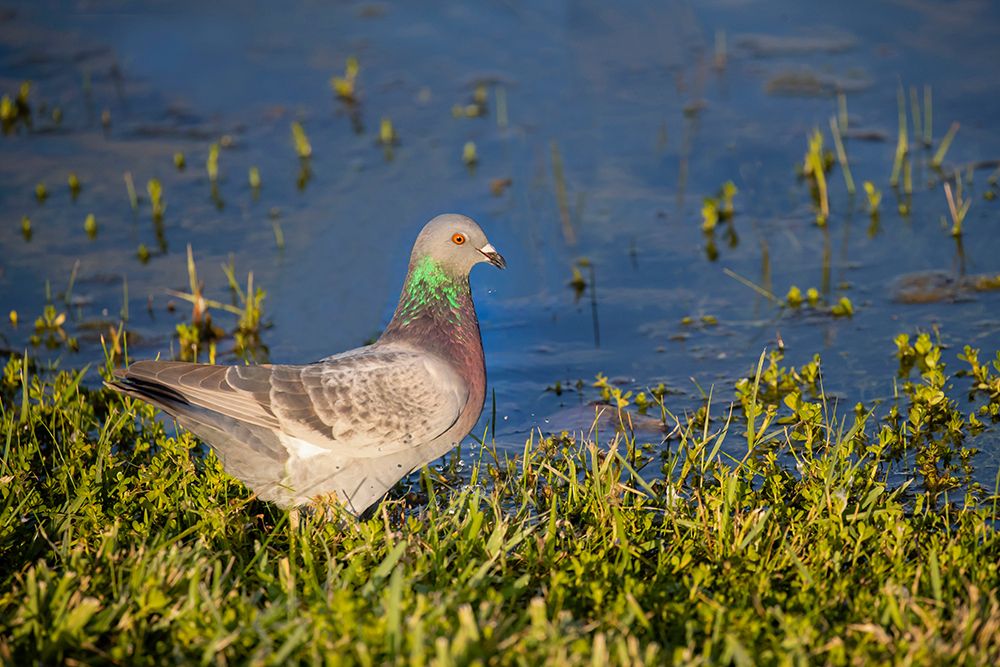 Rock dove drinking art print by Larry Ditto for $57.95 CAD