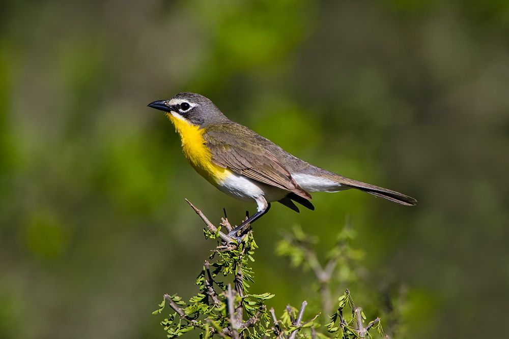 Yellow-breasted chat adult perched in dense brush art print by Larry Ditto for $57.95 CAD