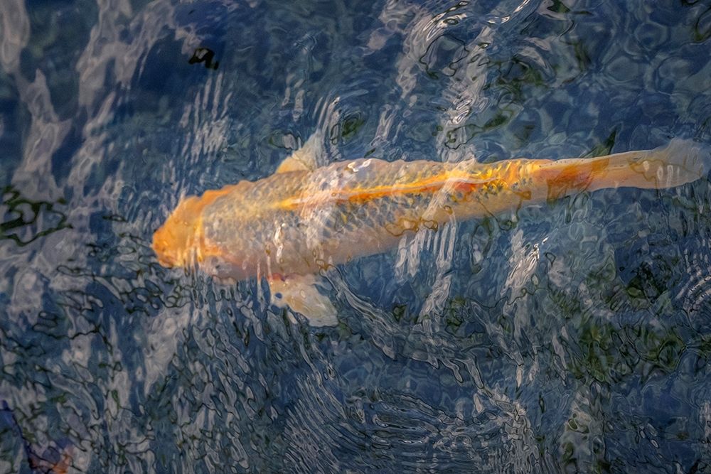 Koi fish in pond art print by Lisa S. Engelbrecht for $57.95 CAD