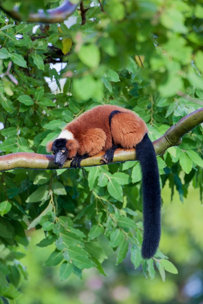 Red-ruffed lemur seeks refuge in a tree art print by Larry Richardson for $57.95 CAD