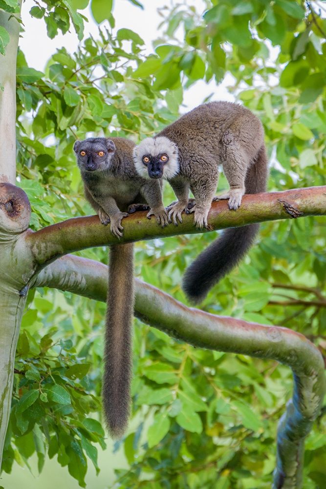 Arboreal white-fronted brown lemurs take refuge in a tree art print by Larry Richardson for $57.95 CAD
