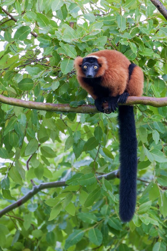Red-ruffed lemur seeks refuge in a tree art print by Larry Richardson for $57.95 CAD