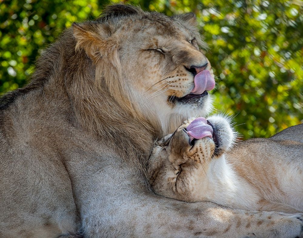 Two young lions trade licks at a local zoo art print by Larry Richardson for $57.95 CAD
