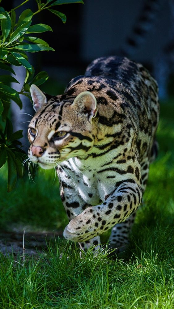 An ocelot at a local zoo art print by Larry Richardson for $57.95 CAD