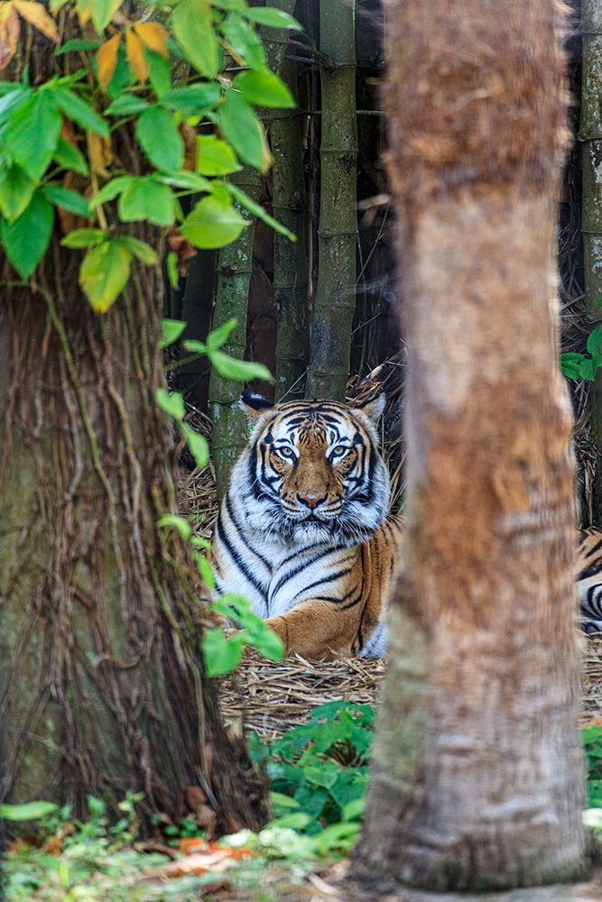 A Malayan tiger maintains a restful vigil art print by Larry Richardson for $57.95 CAD