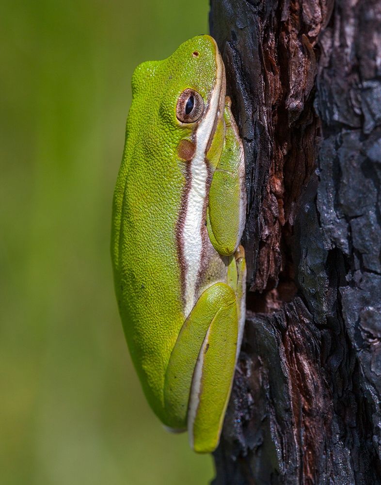 A green treefrog takes refuge among the furrows of bark of a slash pine tree in southern-Florida art print by Larry Richardson for $57.95 CAD