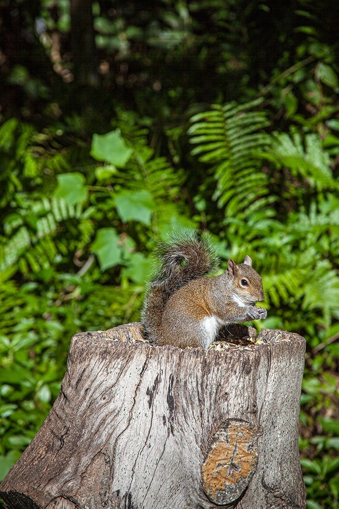 A grey squirrel feeds on bird seeds cached on a tree stump art print by Larry Richardson for $57.95 CAD
