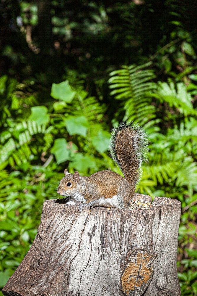 A grey squirrel feeds on bird seeds cached on a tree stump art print by Larry Richardson for $57.95 CAD