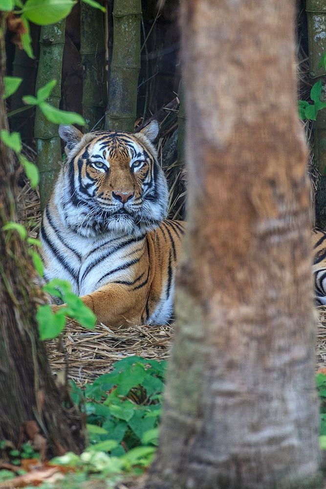 A Malayan tiger maintains a restful vigil art print by Larry Richardson for $57.95 CAD
