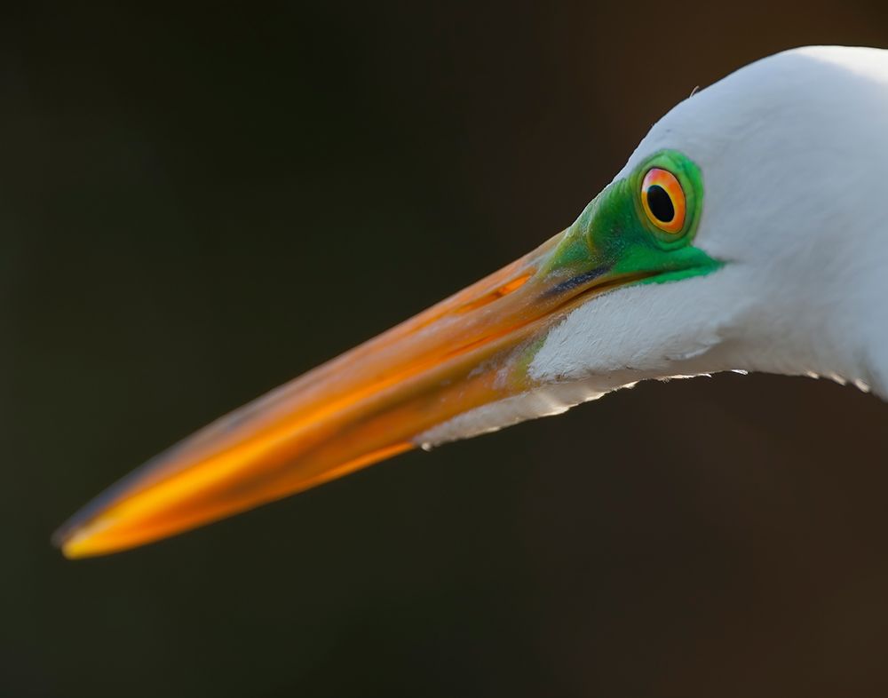 Bright green lores identify a great egret in breeding plumage art print by Larry Richardson for $57.95 CAD