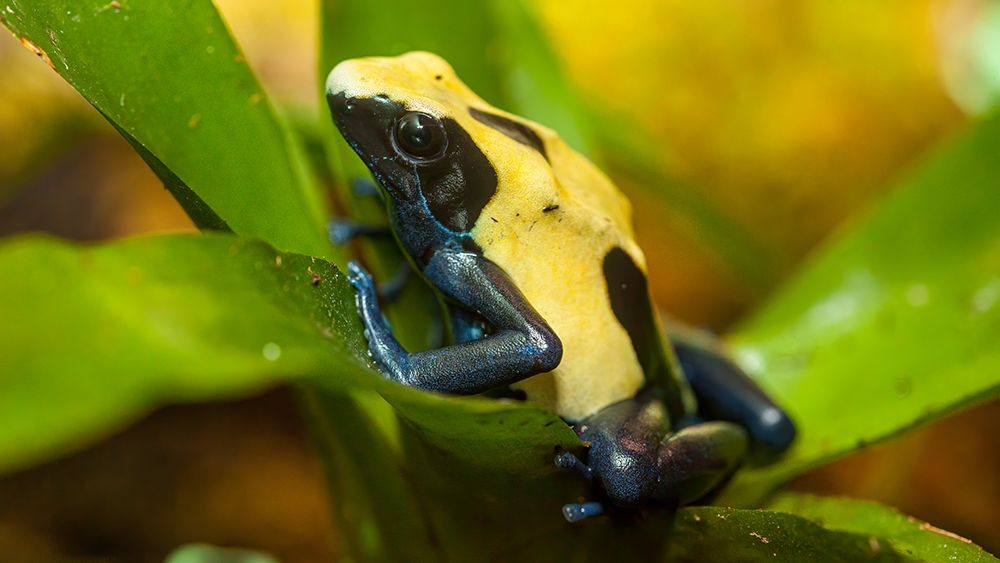 Poison dart frogs are highly poisonous art print by Larry Richardson for $57.95 CAD