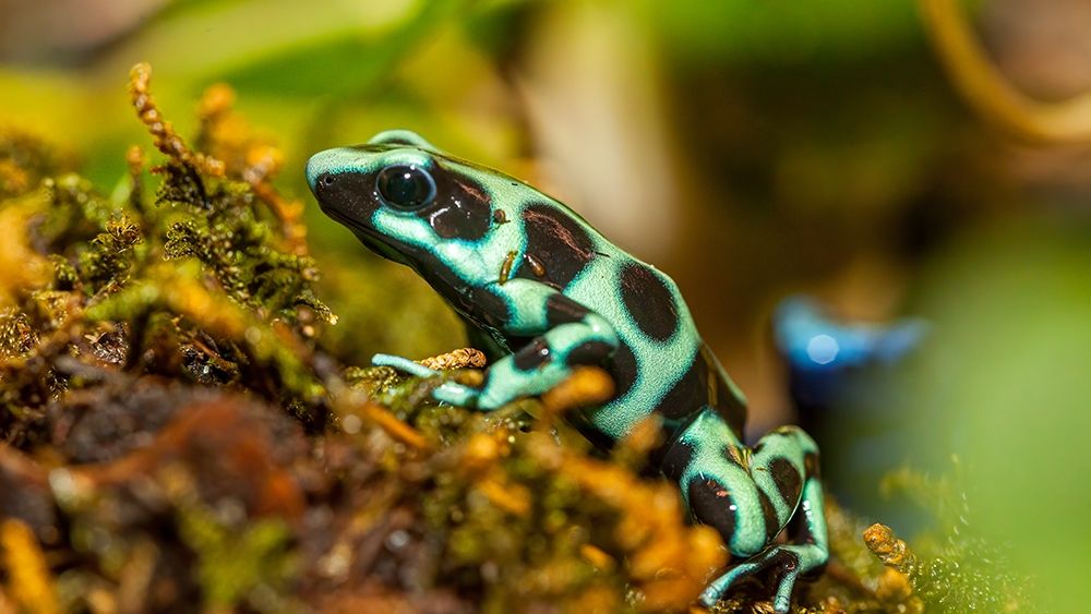 Poison dart frogs are highly poisonous art print by Larry Richardson for $57.95 CAD