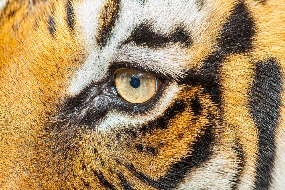 The beautiful eyes of the Malayan tiger art print by Larry Richardson for $57.95 CAD