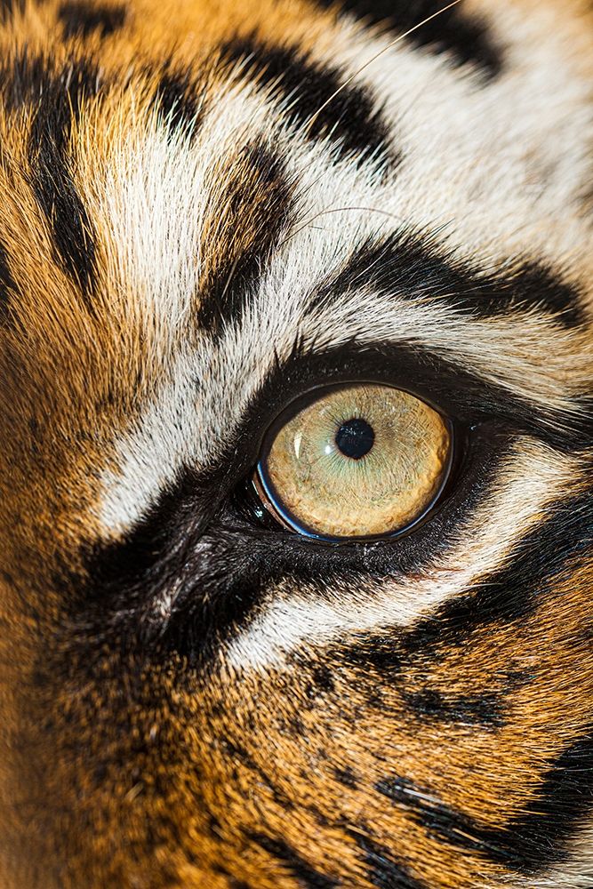 The beautiful eyes of the Malayan tiger art print by Larry Richardson for $57.95 CAD
