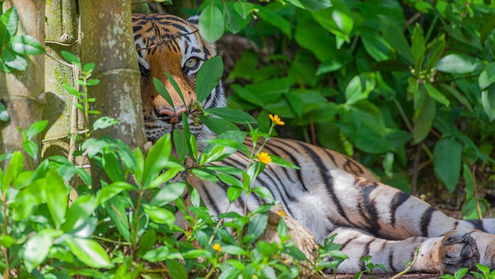 A Malayan tiger maintains a restful vigil art print by Larry Richardson for $57.95 CAD