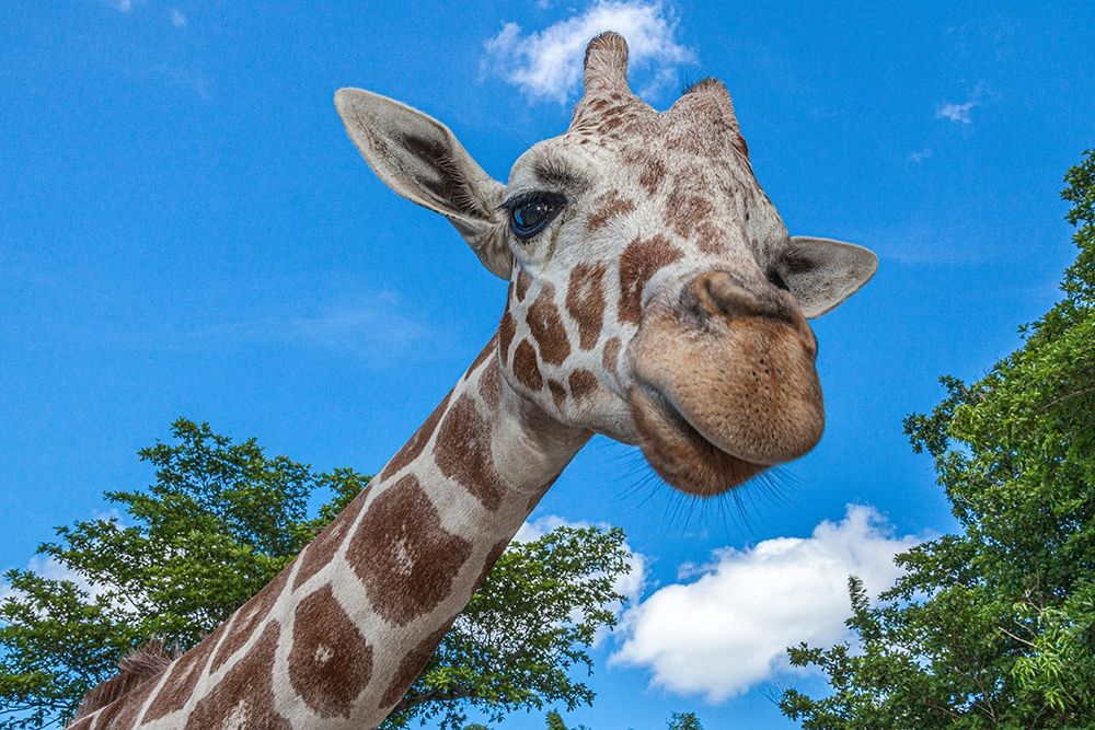 A reticulated giraffes height gives it a downward glance art print by Larry Richardson for $57.95 CAD