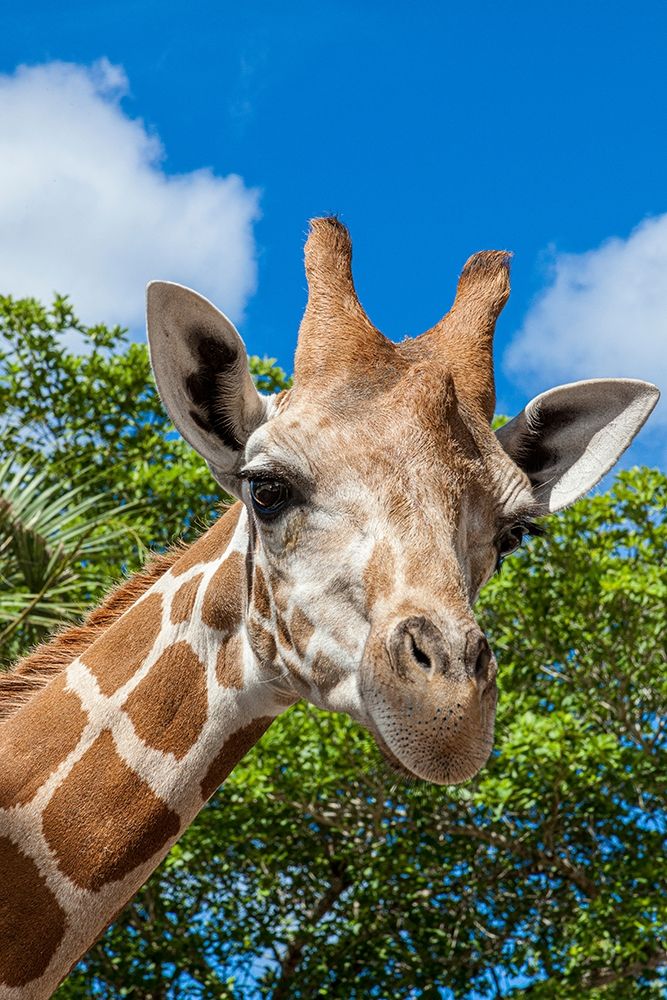 A reticulated giraffes height gives it a downward glance art print by Larry Richardson for $57.95 CAD
