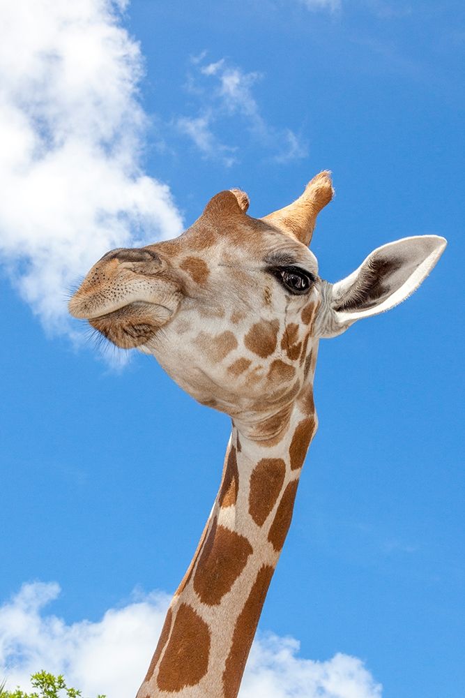 A reticulated giraffes height gives it a downward glance art print by Larry Richardson for $57.95 CAD