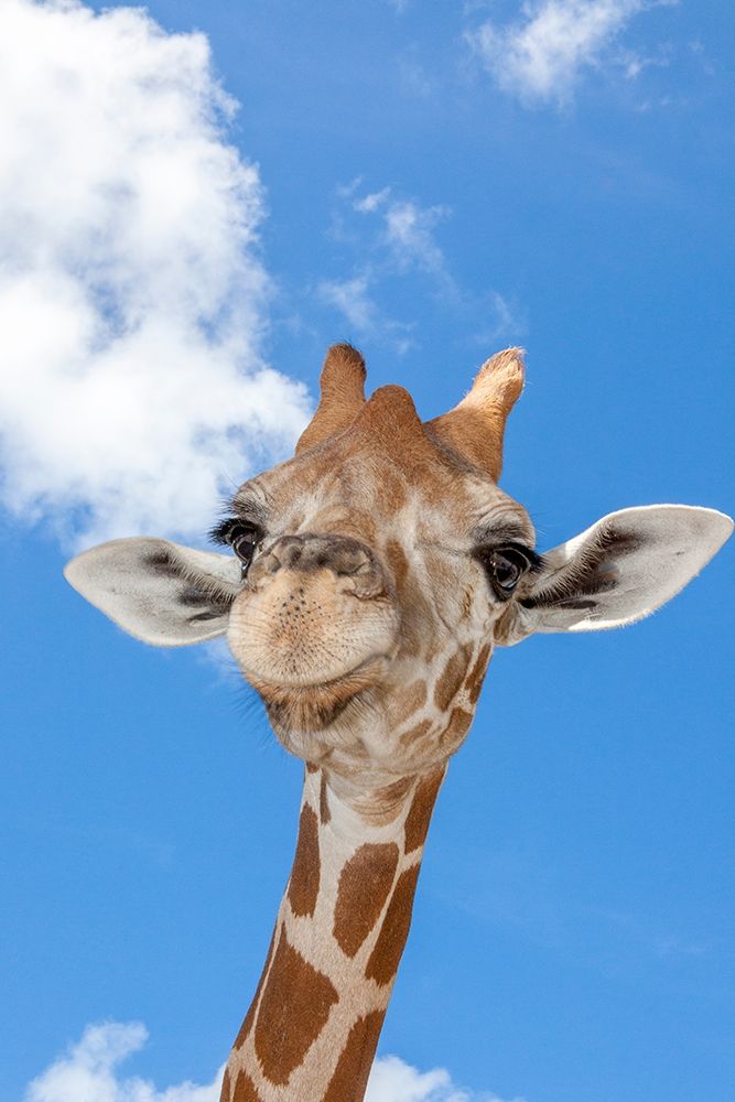 A reticulated giraffes height gives it a downward glance art print by Larry Richardson for $57.95 CAD