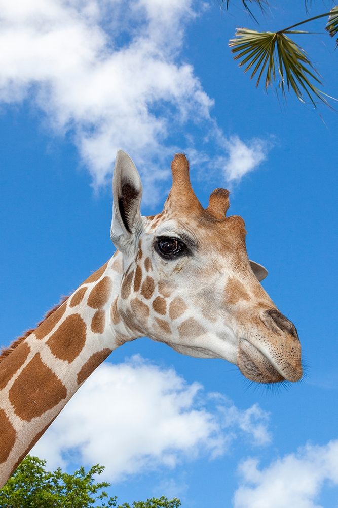 A reticulated giraffes height gives it a downward glance art print by Larry Richardson for $57.95 CAD