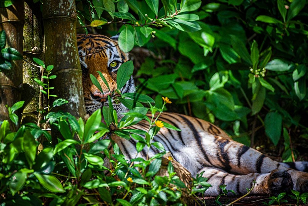 A Malayan tiger maintains a restful vigil art print by Larry Richardson for $57.95 CAD