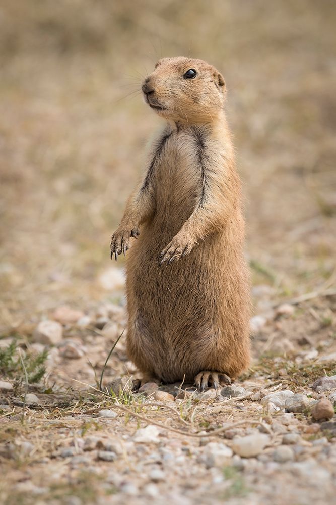 A Black-tailed prairie dog remains alert. art print by Larry Richardson for $57.95 CAD