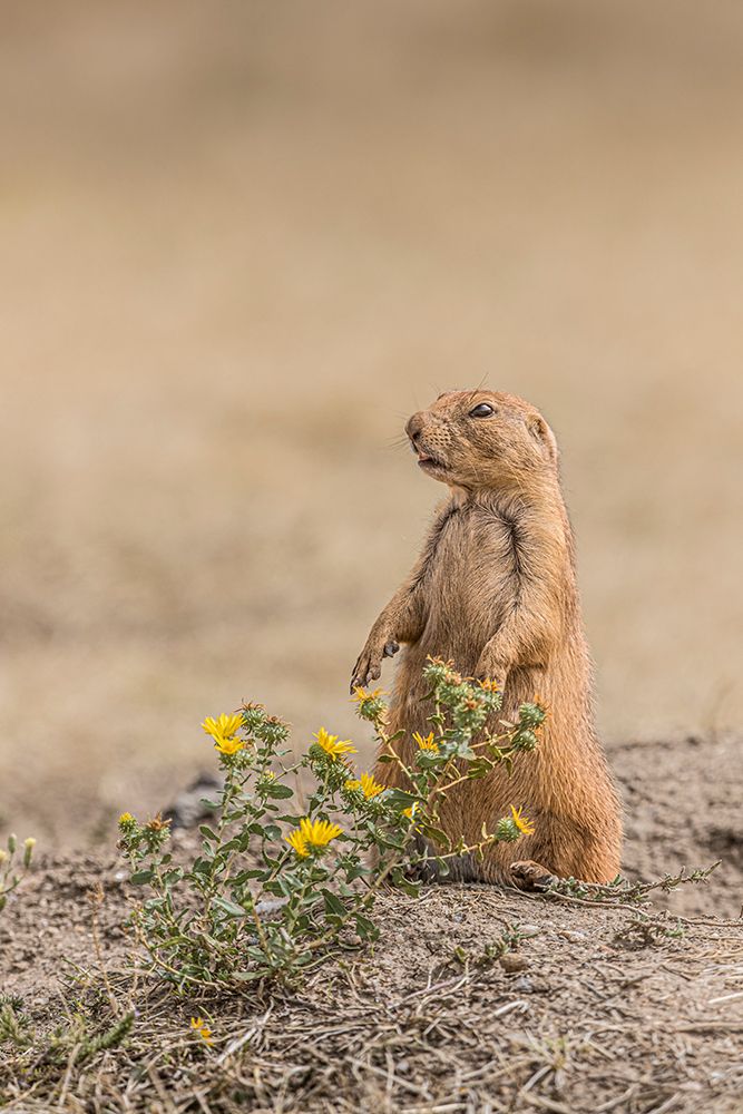 A Black-tailed prairie dog remains alert. art print by Larry Richardson for $57.95 CAD