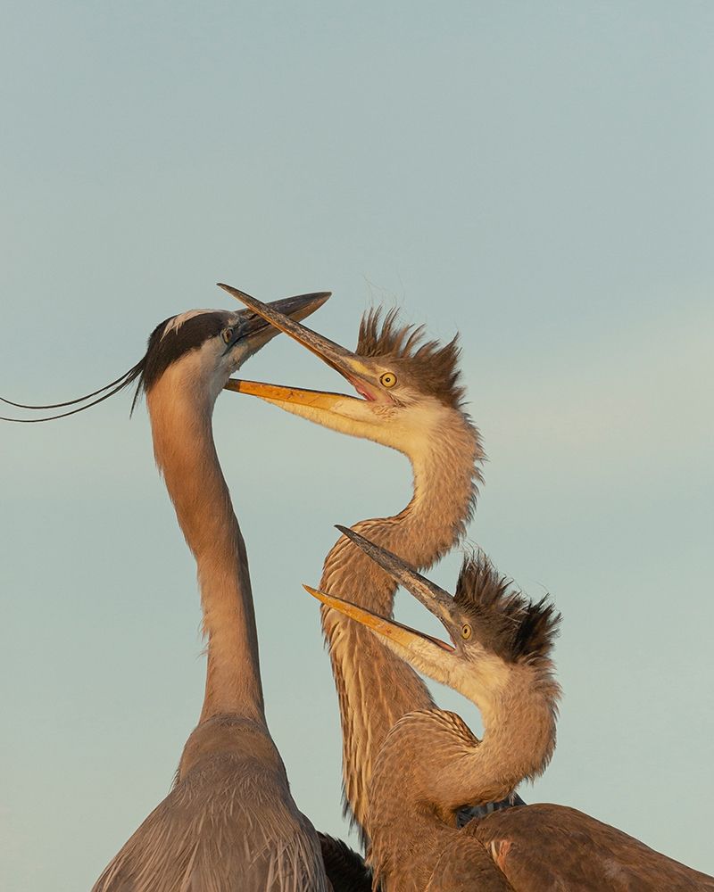 Great blue heron and chick waiting to be fed art print by Maresa Pryor for $57.95 CAD
