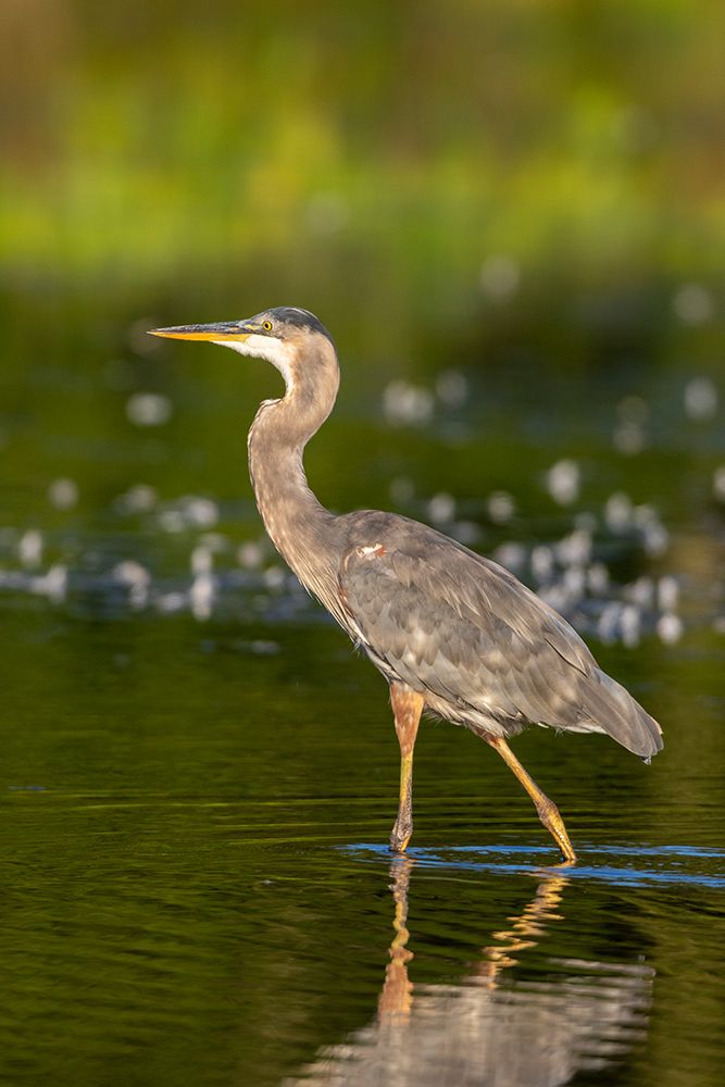Great Blue Heron-Ardea Herodias-feeding in wetland Marion County-Illinois art print by Richard and Susan Day for $57.95 CAD