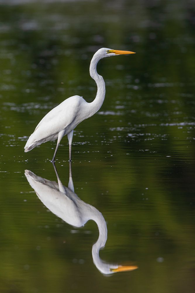 Great Egret-Ardea alba-fishing in wetland Marion County-Illinois art print by Richard and Susan Day for $57.95 CAD